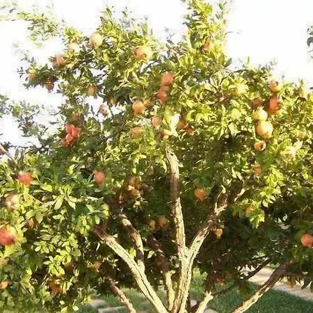 فندق مبيت وإفطار Aranceto