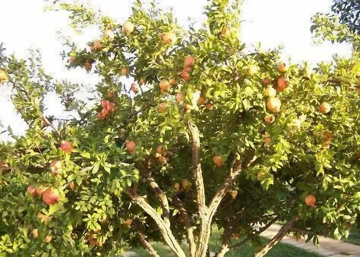 Bed & Breakfast Aranceto